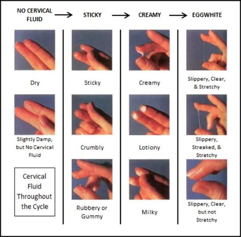 Creamy Discharge Stage Of Cycle at Sienna Schaw blog