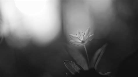 Download wallpaper 3840x2160 chickweed, flower, petals, black and white ...