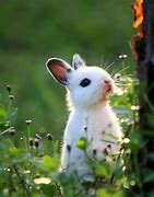 Image result for Very Cute Baby Bunny
