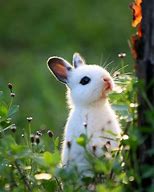Image result for Funny Cute Baby Animal Bunny