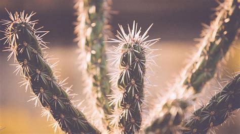 Free picture: desert plant, wild west, Texas, cactus, nature, thorns