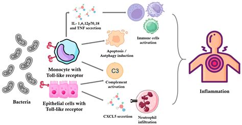 Atopobium vaginae: An Overview of the Bacteria Through Clinical Cases