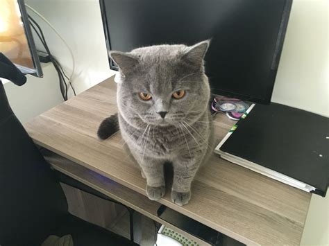 british shorthair do they shed