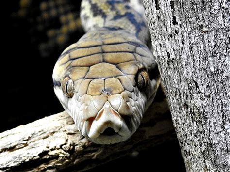 Image result for Catching Amethystine Python's