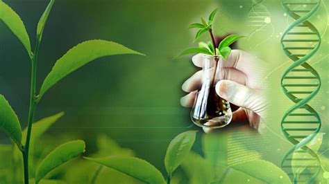 Master of Science Botany