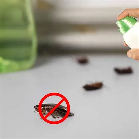 How to Kill Cockroach 的图像结果