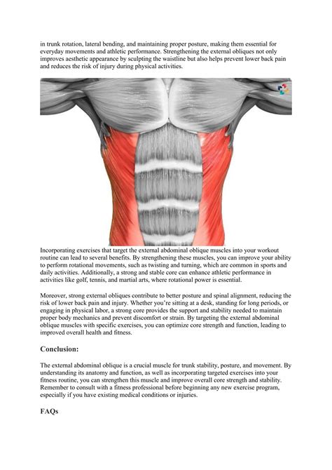 External Abdominal Oblique: Anatomy, Function, and Exercises | The ...