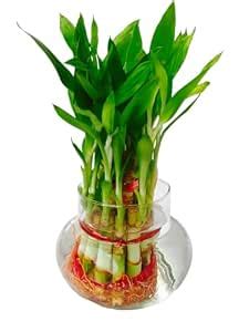 Two-Layer Bamboo Plant in Glass Pot, 26 cm Height : Amazon.in: Garden ...