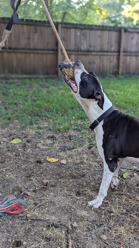 Boarding Dog Sponsorship | Two by Two Rescue