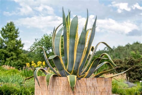 Agave Century Plant Toxin Treatment