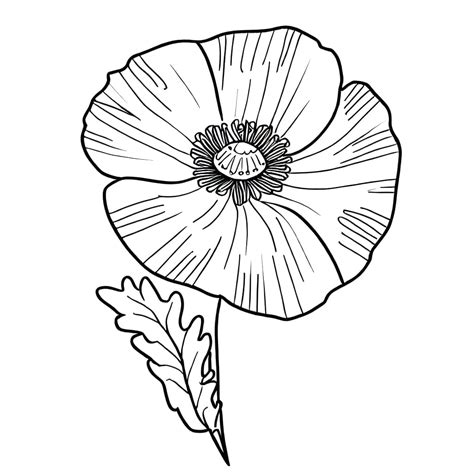 Poppy Flower coloring page - Download, Print or Color Online for Free