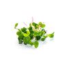 Knal Knol Microgreens - Fresh Aisle - Fresh Aisle