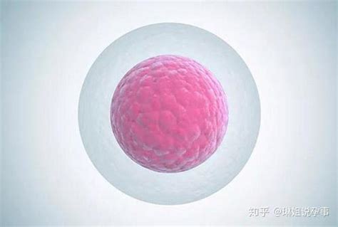 卵巢早衰amh1.24卵泡长不大，调理第二个月监测到2.0cm的成熟卵泡！ - 哔哩哔哩
