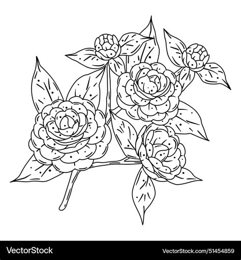 Camellia branch beautiful Royalty Free Vector Image