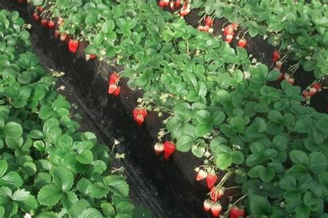【草莓】别再催老了，再催都没有果子吃了！草莓种植小细节( ´▽` )