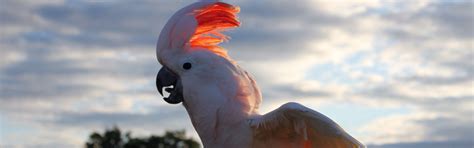 exotic bird for sale in Kolkata, pet for sale in kolkata | www ...