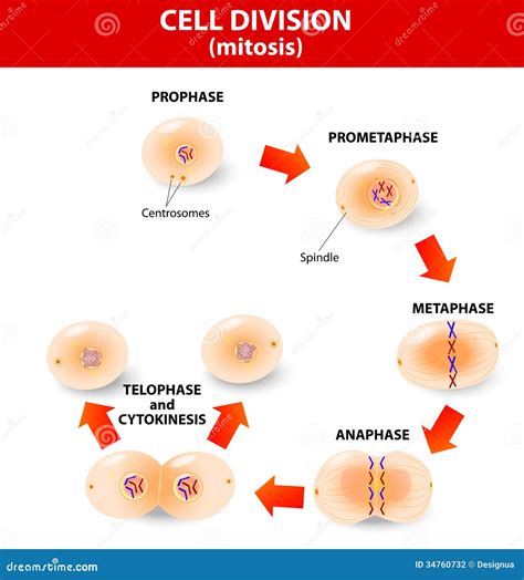 Image result for Cell Division Process