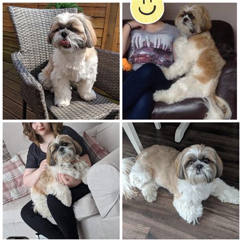 I’m just curious - could my boy have a little Lhasa Apso or some other ...