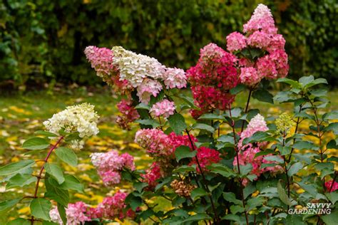 Hydrangea Tree Fall Care 的图像结果