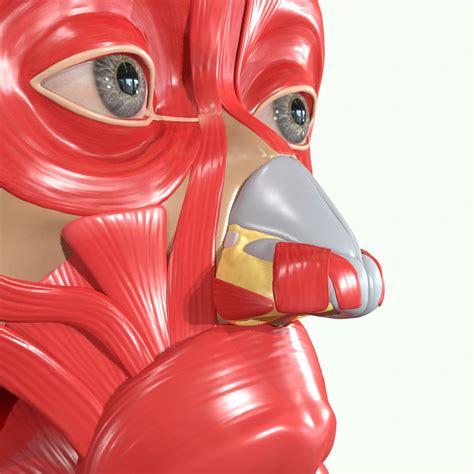 Muscle Head Model Computer Graphics Simulation 的图像结果