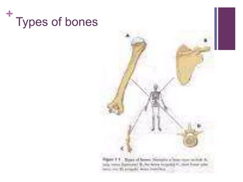 Image result for Human Bones Classification and Exaplain There Functions