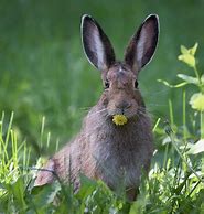 Image result for Jack Rabbit Babies