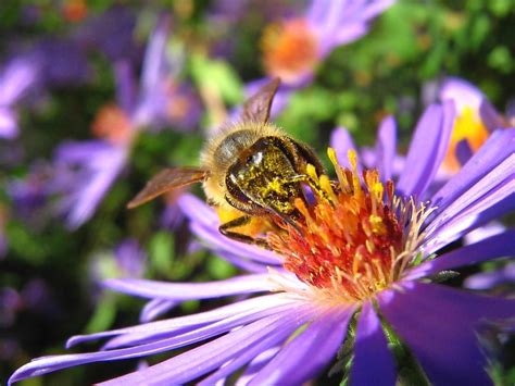 Blossom Beauties: Unveiling Australia’s Bee-Wary Flowers
