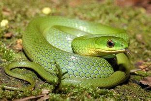 梦见绿色蛇是什么预兆 梦见绿色蛇好不好 - 万年历