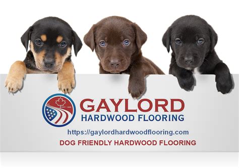 Choosing The Best Hardwood Floors For Dogs: 3 Factors you Must Conside ...