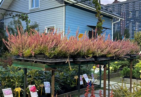 Купить саженцы Вереска 🌱цена от 590₽, доставка СПб/Ленобласть ...