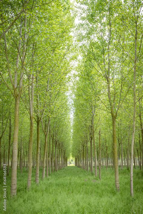 Image result for Trees Pulp