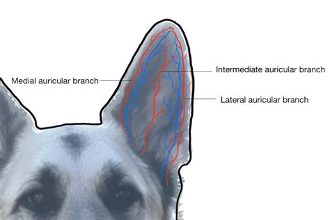 Treatment Approaches for Canine Aural Hematoma: Guide