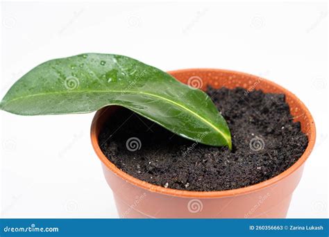 Planted in a Pot with Earth, the Cuttings of the Houseplant Jasmine Stephanotis. Stock Image ...
