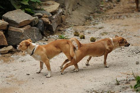 Dogs Mateing Com 的图像结果