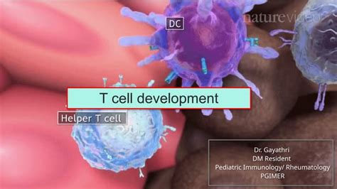 Image result for T Lymphocyte Development