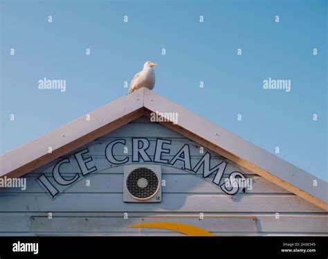 A seagull perched on top of an ice cream shack roof with blue sky at ...