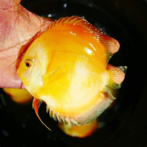 Image result for Discus Poisson Diamond