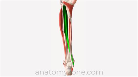 Tibialis Posterior - Origin, Insertion, Action, 3D Model | AnatomyZone