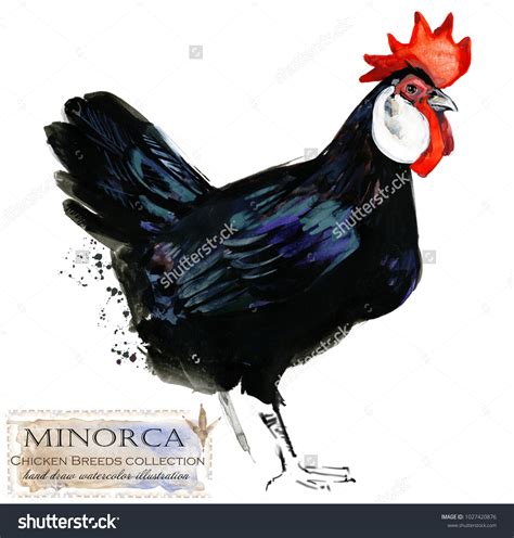 Minorca Hen Poultry Farming Chicken Breeds Stock Illustration 1027420876