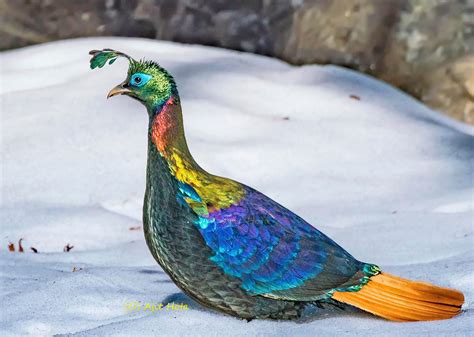 The Himalayan Monal Pheasant : r/interestingasfuck