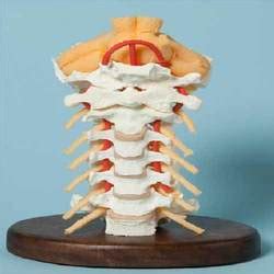 Vertebral Column and Spines Models - Life Size Vertebral with Pelvis ...