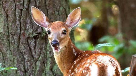 Doe tags sold out in Allegheny County and most of Pa.