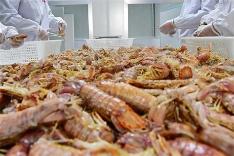 工作者在海鲜加工厂分类出口的章鱼 编辑类照片. 图片 包括有 大虾, 线路, 问题的, 水产养殖, 生产 - 55765756