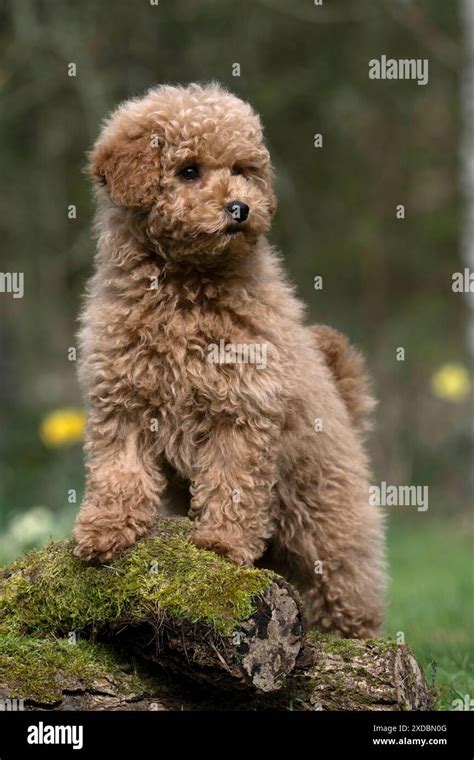Newborn Cavapoo 的图像结果