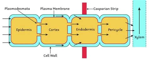 explain the root pressure experiment with a labelled diagram - Brainly.in