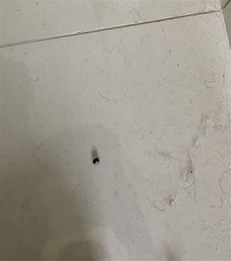 Found this round black bug just as we were checking out of hotel. Any ...