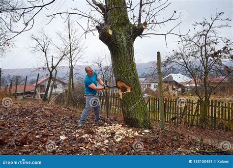 Image result for Felling a Large Tree