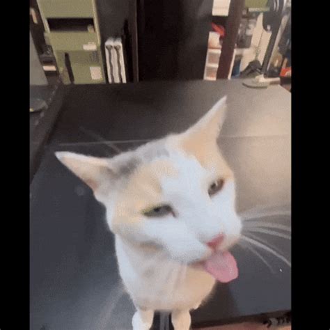 Image result for Cat Coding at Computer