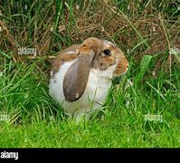 Image result for Dwarf Lop Eared Rabbit
