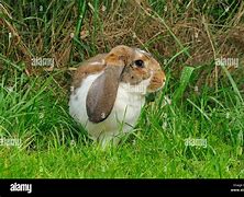 Image result for English Lop Eared Rabbit